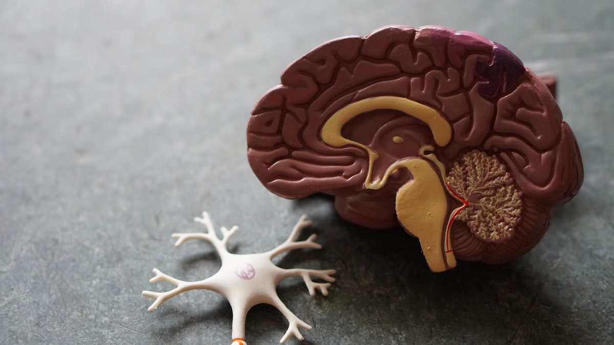 Tomografía cerebral en monitor médico